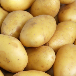 Pomme de terre Charlotte