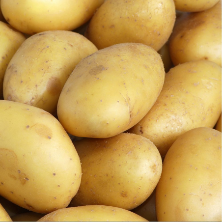 Pomme de terre Charlotte