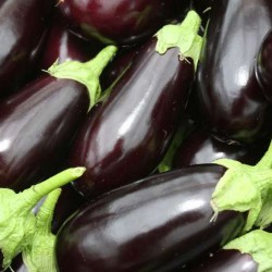 Aubergine