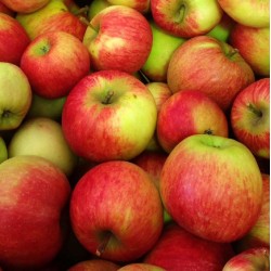 Pomme Elstar
