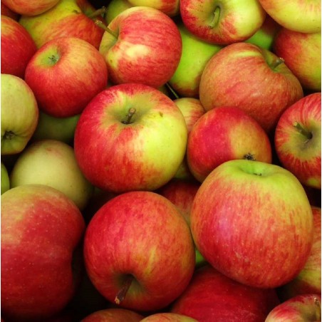 Pomme Elstar
