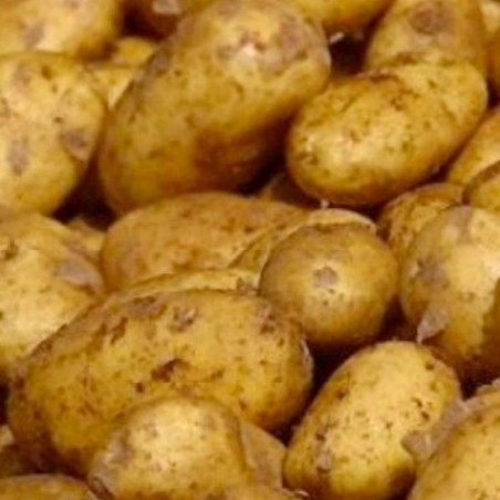 Pomme de terre nouvelle
