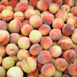 Pèche