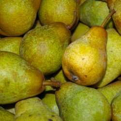 Poire Williams