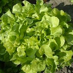 Salade feuille de chêne verte