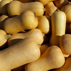 Butternut