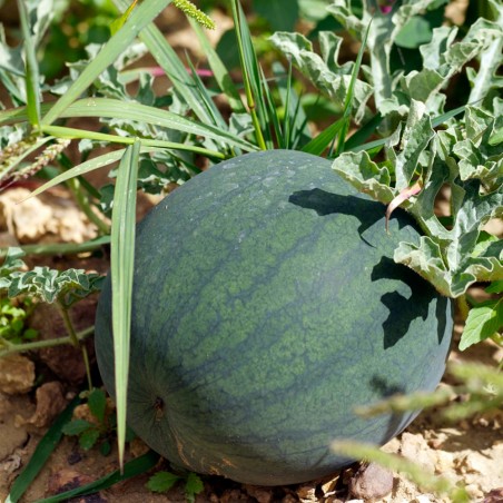 Petite pastèque (1,5 kg -2kg)